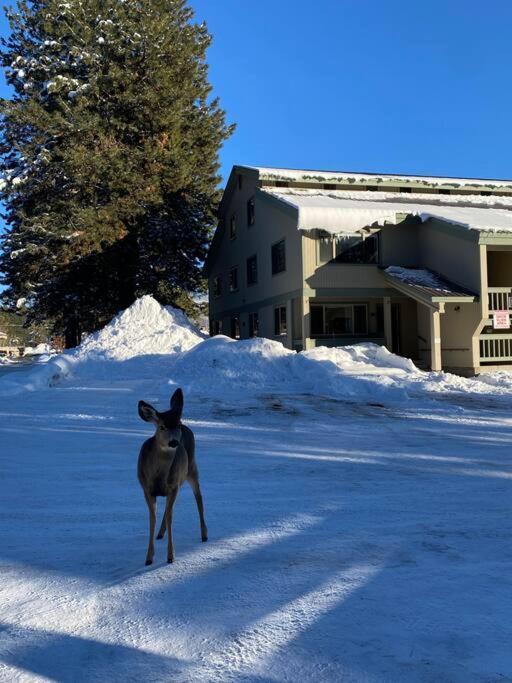 Mccall Mountain Getaway - Pet Friendly 외부 사진